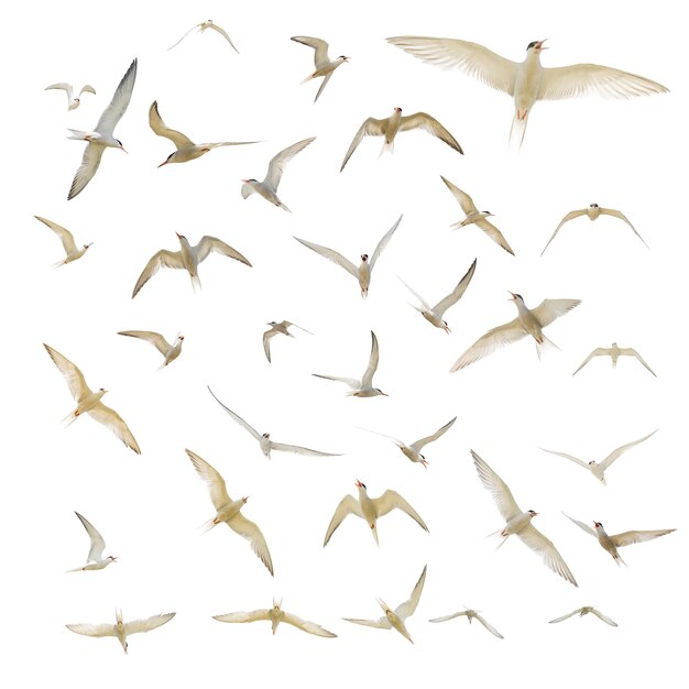 Muchas gaviotas aisladas