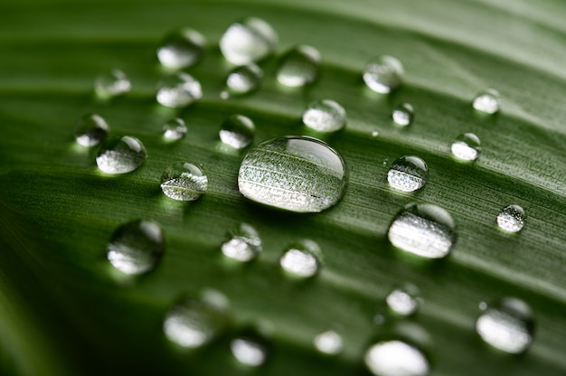 Muchas gotas de agua caen sobre hojas de plátano