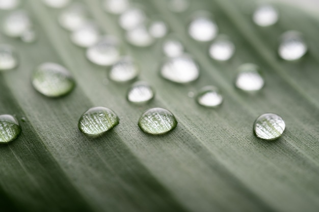 Muchas gotas de agua caen sobre hojas de plátano