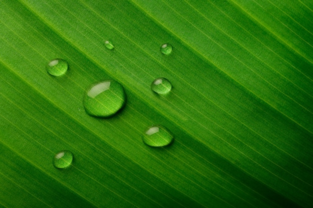 Muchas gotas de agua caen sobre hojas de plátano