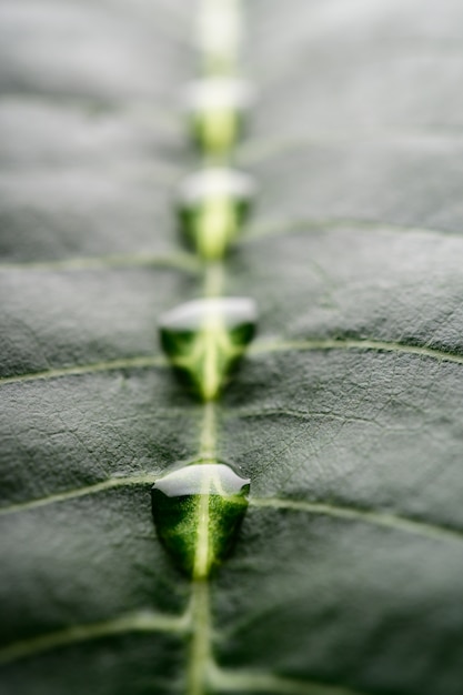 Foto gratuita muchas gotas de agua sobre una hoja de plátano bellamente arreglada