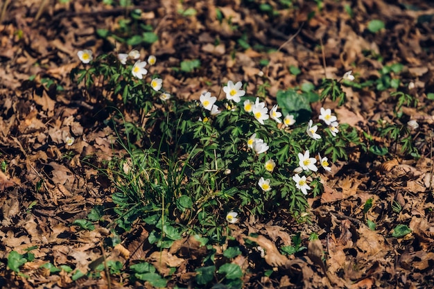Muchas hermosas flores de primavera temprana en la naturaleza en el parque Maksimir