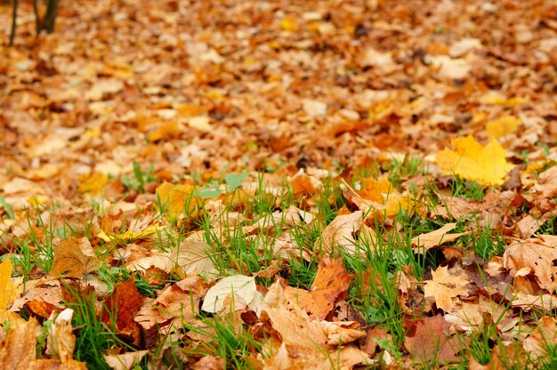 Muchas hojas en el otoño entre la hierba en Poznan, Polonia