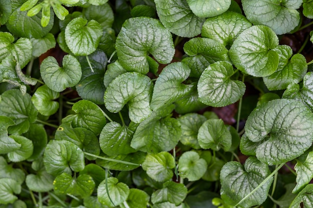 Muchas hojas verdes de plantas que crecen en tierra.