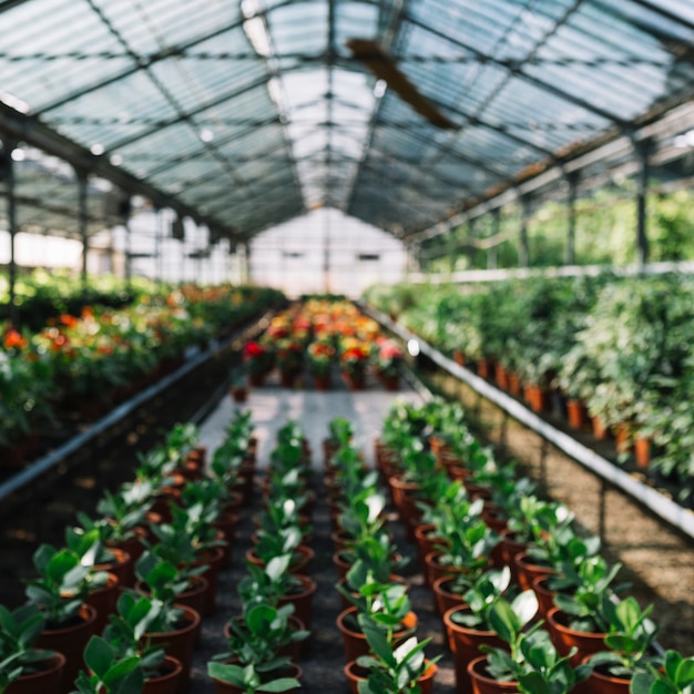 Muchas plantas en maceta crecen en invernadero