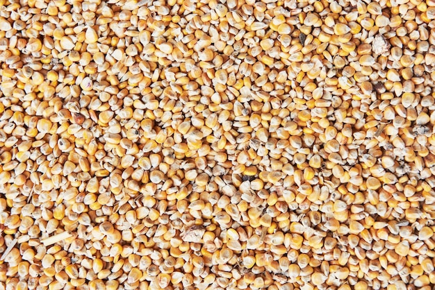 Muchas semillas de maíz dorado