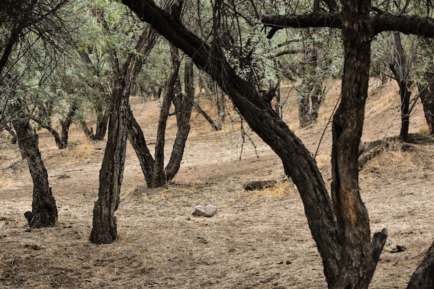 Muchos árboles viejos con hojas verdes en un bosque durante el día