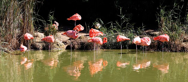 Muchos flamencos en el agua en verano.