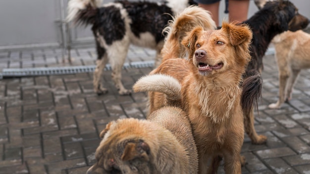 Foto gratuita muchos lindos perros de rescate en un refugio esperando ser adoptados