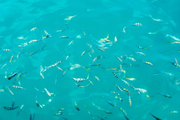 Muchos peces en el mar