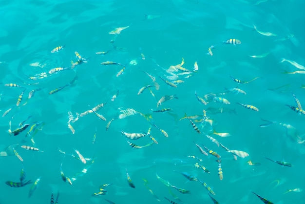 Muchos peces en el mar