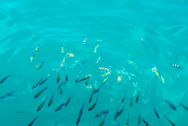 Foto gratuita muchos peces en el mar