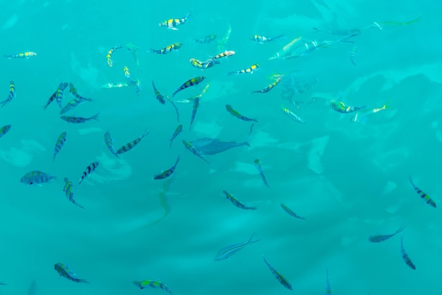 Muchos peces en el mar