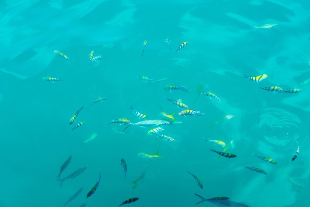 Muchos peces en el mar