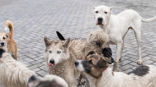 Muchos perros rescatados en un refugio esperando ser adoptados