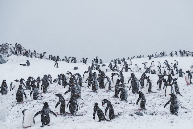 Muchos pingüinos en una cumbre nevada entre tormenta de nieve