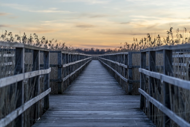 Muelle de madera largo rodeado de césped durante la puesta de sol