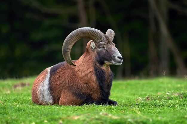 Foto gratuita muflón europeo grande en el hábitat natural