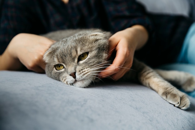 Mujer acariciando adorable gato perezoso