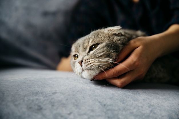 Mujer acariciando lindo gato perezoso