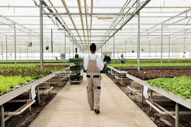 Mujer afroamericana sosteniendo una caja con lechuga alejándose en una granja orgánica ocupada preparando la producción diaria para la entrega. Trabajador de invernadero en ambiente hidropónico moviendo cultivos cosechados.