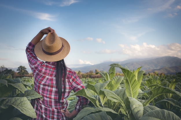 Mujer agricultora ve tabaco en el campo.