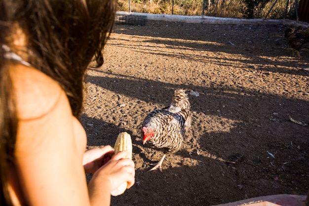 Mujer alimentando granos de maíz a gallina en la granja