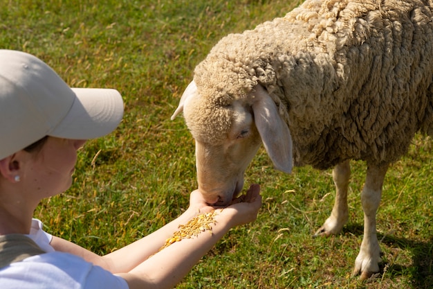 Mujer de alto ángulo alimentando ovejas