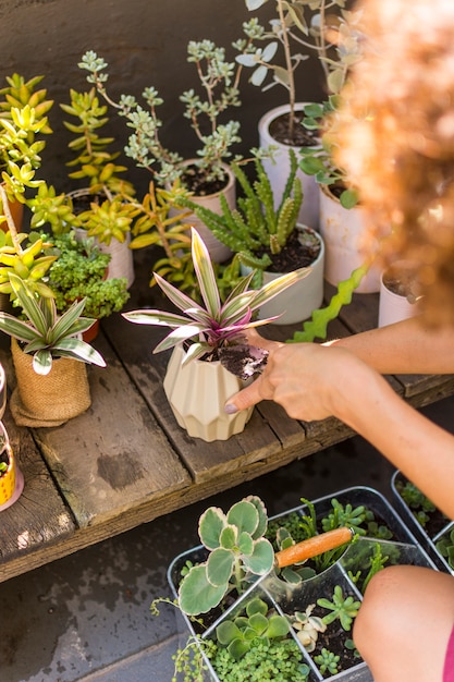 Mujer de alto ángulo cuidando sus plantas