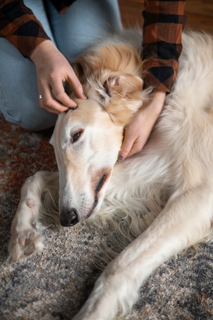 Foto gratuita mujer de alto ángulo con lindo perro galgo