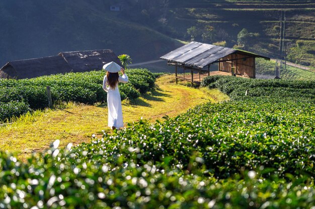 Mujer asiática con la cultura de Vietnam tradicional en el campo de té verde.