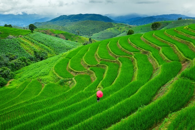 Mujer asiática vistiendo la cultura tailandesa tradicional en la terraza de arroz de Ban pa bong piang en Chiang mai, Tailandia