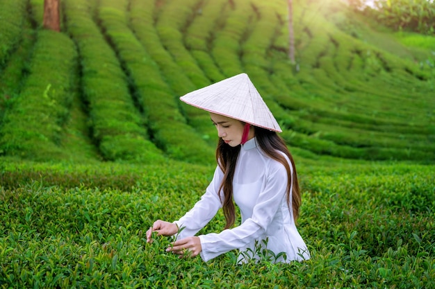 Mujer asiática vistiendo la cultura tradicional de Vietnam en las plantaciones de té