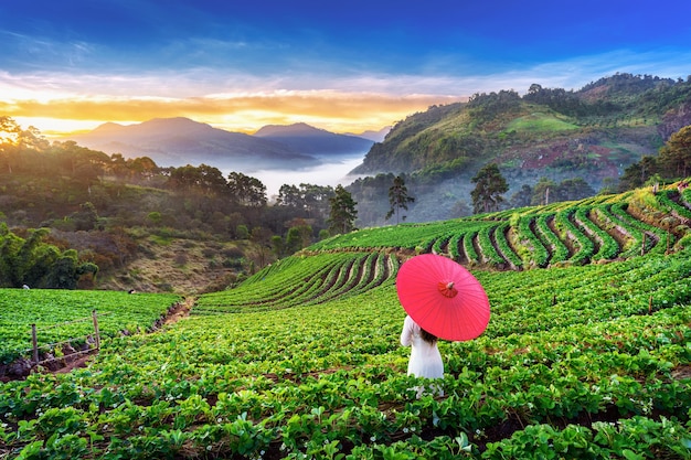 Mujer asiática vistiendo la cultura de Vietnam tradicional en el jardín de fresas en Doi Ang Khang, Chiang Mai, Tailandia.