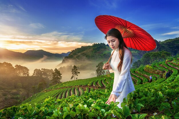 Mujer asiática vistiendo la cultura de Vietnam tradicional en el jardín de fresas en Doi Ang Khang, Chiang Mai, Tailandia.