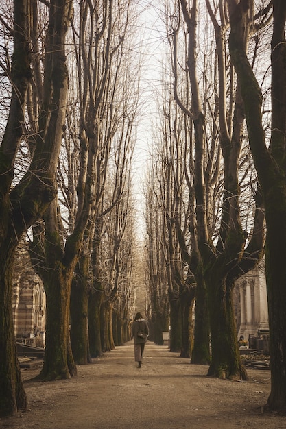 Foto gratuita mujer caminando cerca de árboles desnudos durante el día