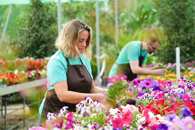 Mujer concentrada trabajando con flores en macetas en invernadero. Jardineros profesionales en delantales cuidando de plantas florecientes en el jardín. Enfoque selectivo. Actividad de jardinería y concepto de verano.