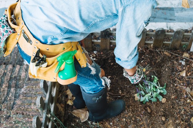 Mujer de la cosecha que planta brotes en jardín