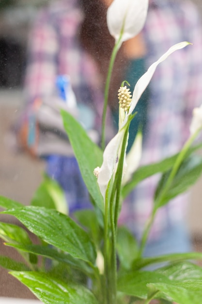 Foto gratuita mujer cuidando de flores en la cocina de casa mientras jardinería