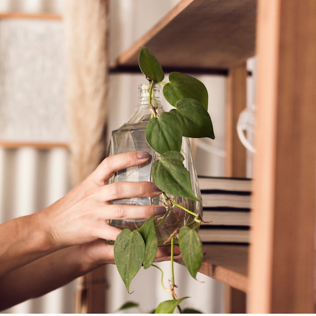 Foto gratuita mujer cuidando planta en frasco