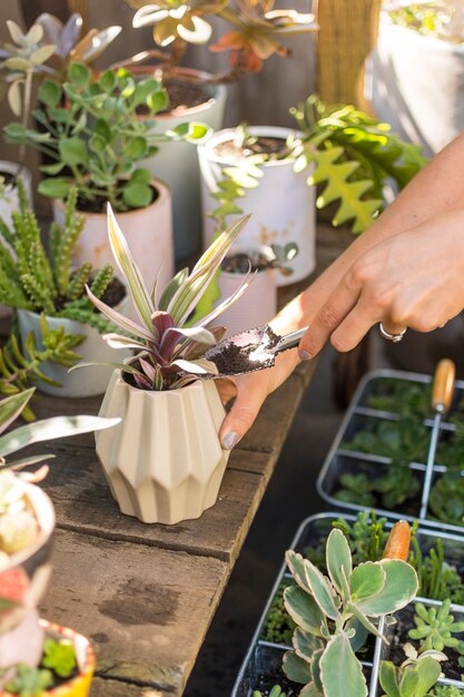 Mujer cuidando sus plantas en casa