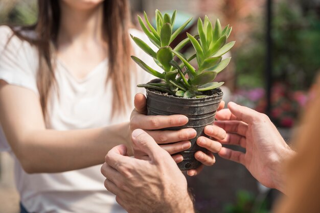 Mujer dando planta de maceta a su cliente