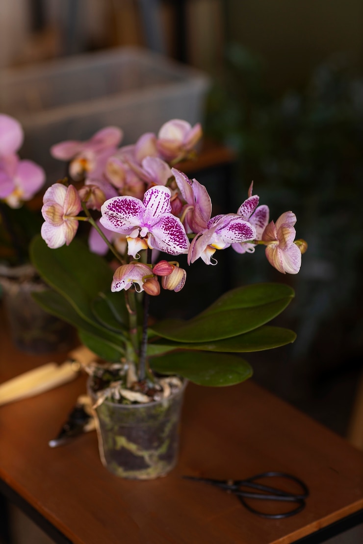 Foto gratuito mujer decorando su casa con orquídeas