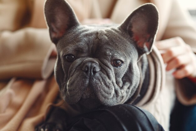 Mujer elegante con un abrigo marrón con bulldog negro