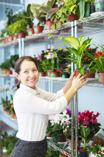 La mujer elige Dieffenbachia en la tienda de flores