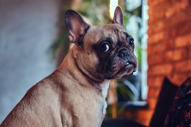 Mujer feliz sentada con un lindo pug en una habitación con interior de loft