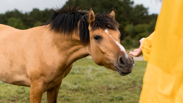 Foto gratuita mujer con ganas de tocar un caballo salvaje