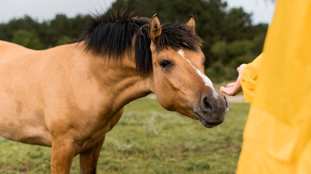 Mujer con ganas de tocar un caballo salvaje