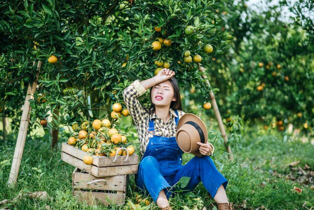 mujer havesting plantación de naranja