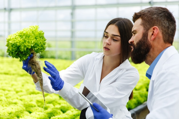 La mujer y el hombre en batas de laboratorio examinan cuidadosamente las plantas en el invernadero
